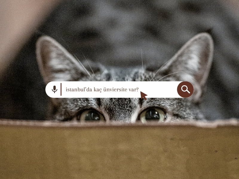 düşnen kedi geri planında arama ekranında,